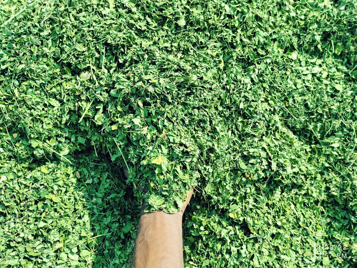 Moringa leaves